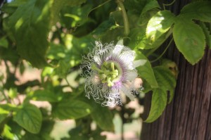 passionfruitflower1